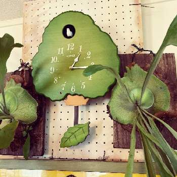 コウモリラン ネザランズの投稿画像一覧 Greensnap グリーンスナップ