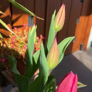 冷蔵チューリップの画像 by ビオラさん | 玄関と冷蔵チューリップとおうち園芸とはちうえと花のある暮らしとながーく咲いてね
