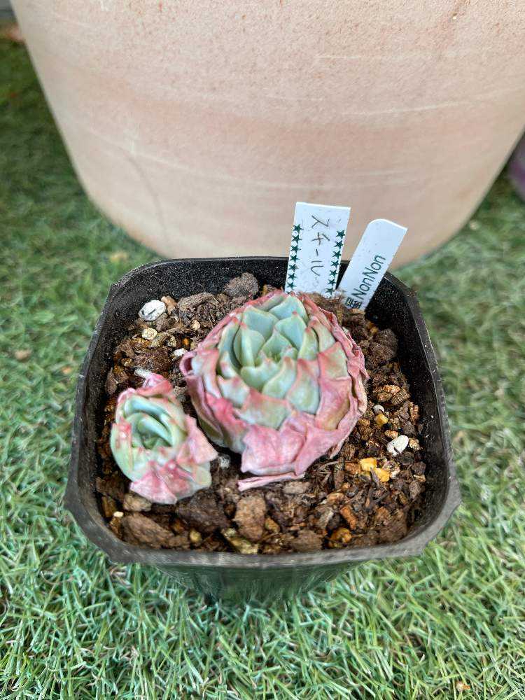 サボテン 多肉植物 黒豹玉 ｄ31 絶対一番安い ｄ31