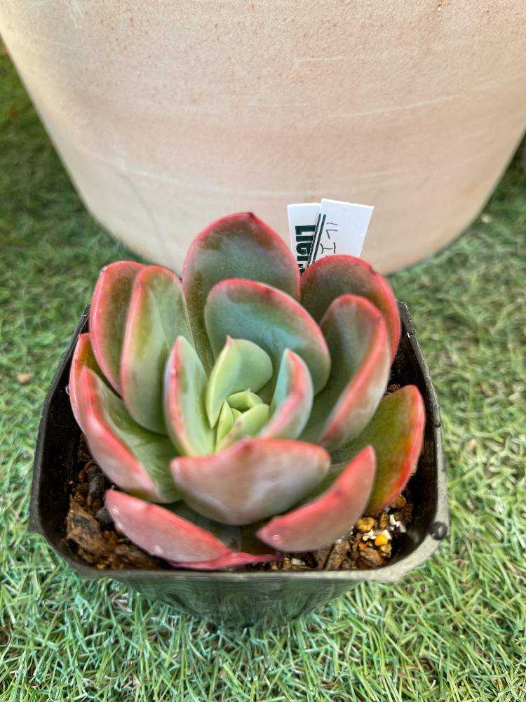 0909-R350 シルバースター(錦) エケベリア 多肉植物 韓国苗