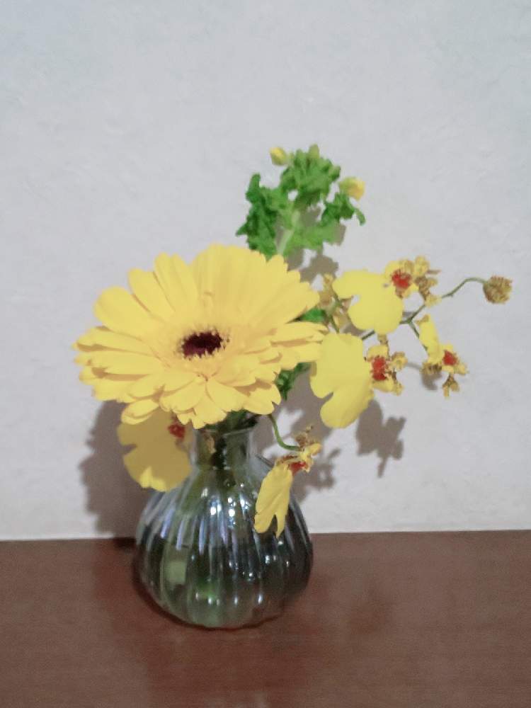 ガーベラの投稿画像 By ハイオクさん 菜の花とオンシジュームと花のある暮らしと魔法の花瓶 21月1月18日 Greensnap グリーンスナップ