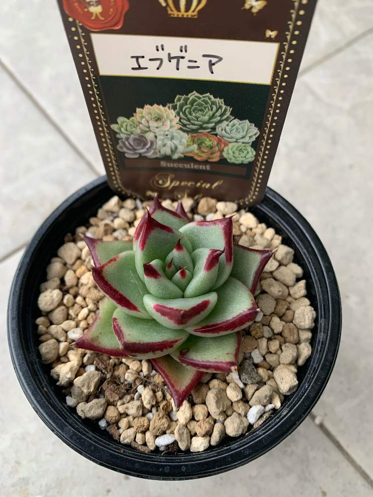 最低価格の 多肉植物よにろ18 Nesage