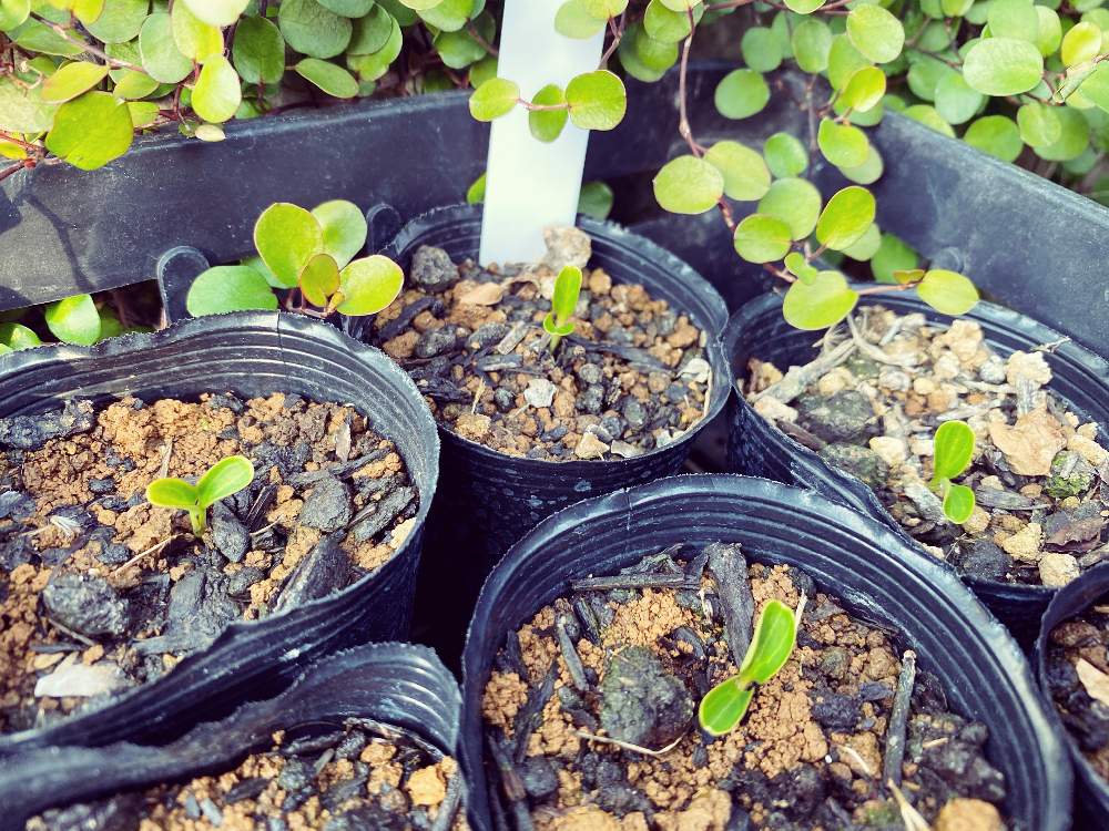 クリスマスローズの投稿画像 By Mimimoさん クリスマスローズの双葉とナチュラルガーデンとクリロー と発芽と花のある暮らしとiphone撮影 21月1月18日 Greensnap グリーンスナップ