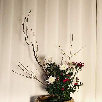 和室の花の投稿画像一覧 Greensnap グリーンスナップ