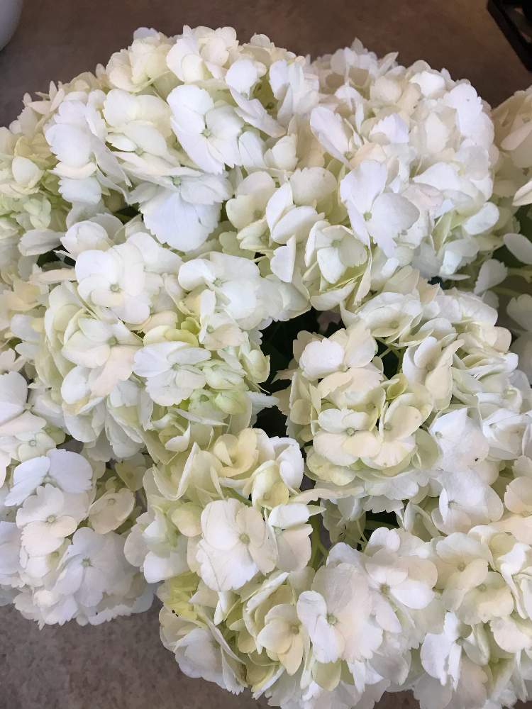 アジサイの投稿画像 By アトリエkさん 花材とatelierkとアトリエケイと紫陽花 アジサイ あじさいと淀屋橋花屋と北浜花屋とアトリエkとお花屋さんと切り花 21月1月18日 Greensnap グリーンスナップ