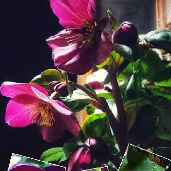 1月の花の画像 by あさがおさん | 玄関と氷の薔薇 〜とクリスマスローズ  氷の薔薇とクリスマスローズ鉢植えと花いっぱい！とおうち園芸と1月の花と花を楽しむと私の庭の花たちと2021と꒰ღ˘◡˘ற꒱かわゅ~とダークな色