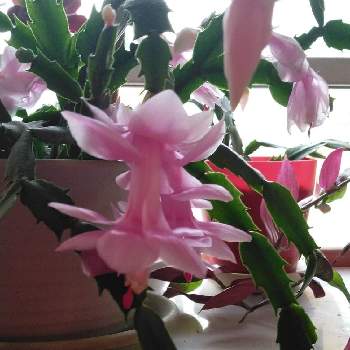 シャコバサボテン♡の画像 by カリナさん | 窓辺と植物のある暮らしとかわいい♡とシャコバサボテン♡