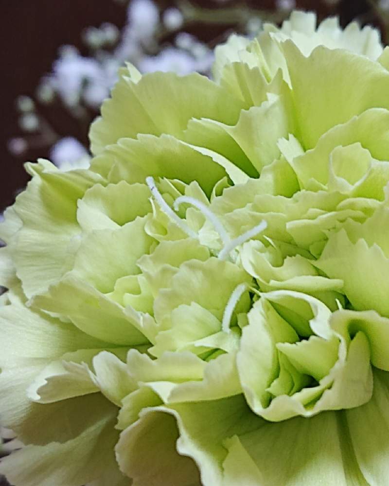 カーネーションの投稿画像 By Maiさん シュッコンカスミソウと地中海沿岸原産と南ヨーロッパ原産と花のある暮らしと西アジア原産と切り花と園芸品種 21月1月18日 Greensnap グリーンスナップ