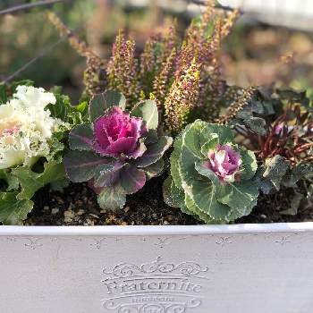 ガーデンシクラメン 寄せ植えの投稿画像一覧 Greensnap グリーンスナップ