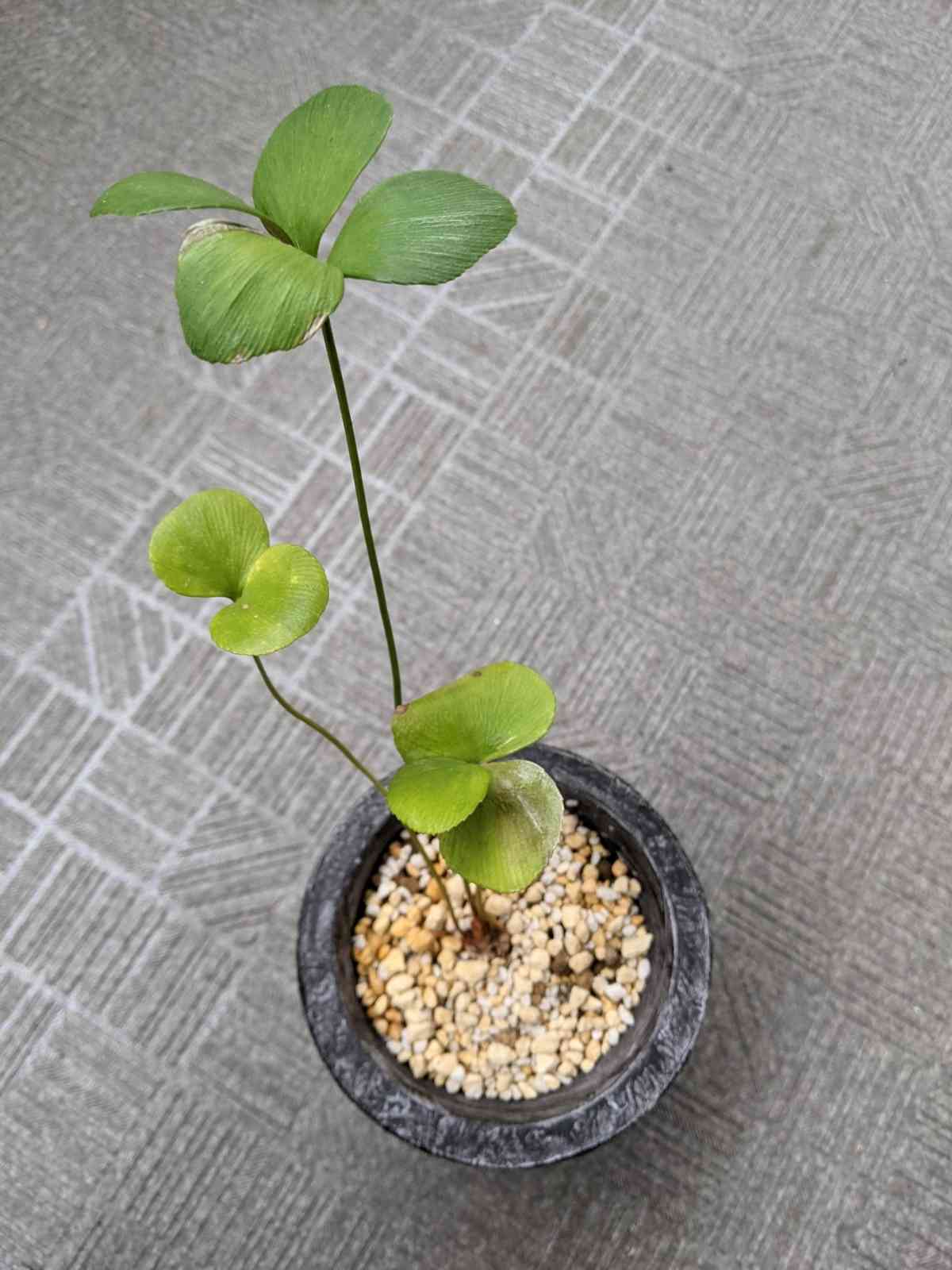 ソテツ 希少品 木質化 No.30 ソテツ 希少品 木質化 No.30