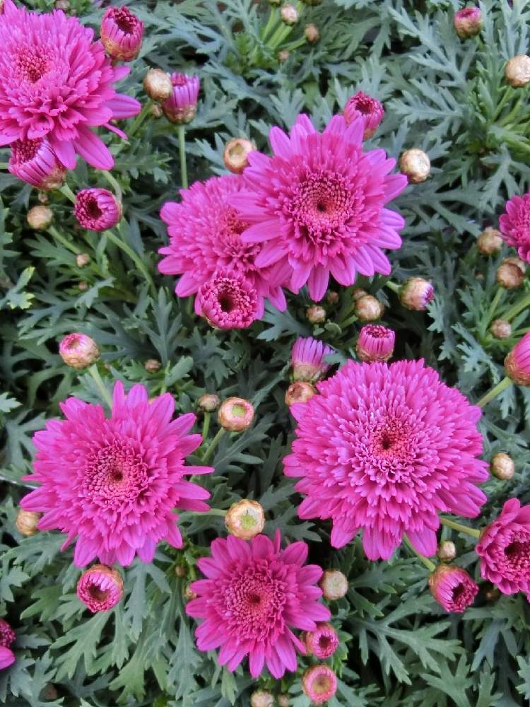 マーガレットの投稿画像 By Kevinさん マーガレットモリンバと素敵 と癒しとおうち園芸とお花大好き とピンク色の花と可愛いと花のある暮らしと マーガレットとかわいいとヨーロッパ原産 21月1月19日 Greensnap グリーンスナップ