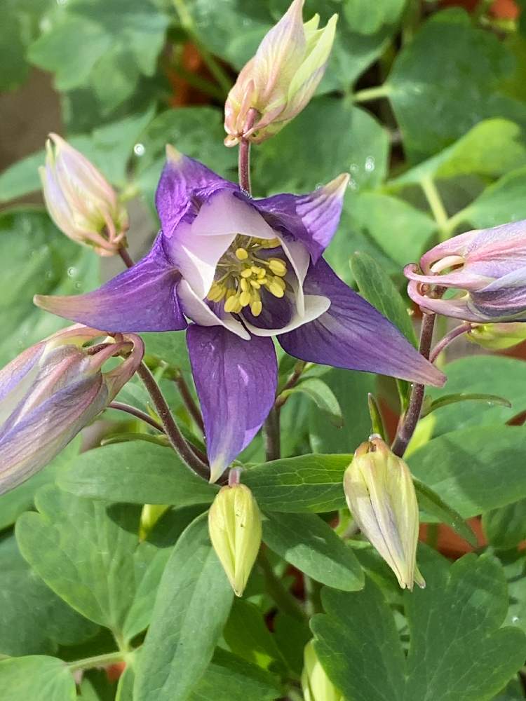 オダマキの投稿画像 By Rayさん 21月1月19日 Greensnap グリーンスナップ