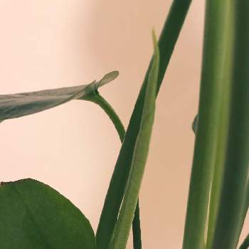モンステラ デリシオサの画像 by リッピ〜さん | 部屋と新葉と観葉植物と緑が好きとモンステラ デリシオサと癒しと家族と葉っぱと植物と可愛いとインテリアグリーン