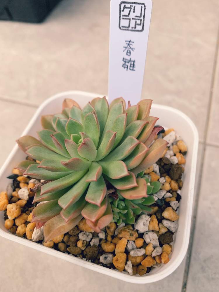 春雛の投稿画像 By よっしーさん 多肉植物と多肉棚と多肉植物とサボテンと多肉のある暮らし 21月1月19日 Greensnap グリーンスナップ 春雛の投稿画像 By よっしーさん 多肉植物と多肉棚と多肉植物とサボテンと多肉のある暮らし 21月1月19日 Greensnap グリーンスナップ