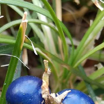 青い実の投稿画像一覧 Greensnap グリーンスナップ