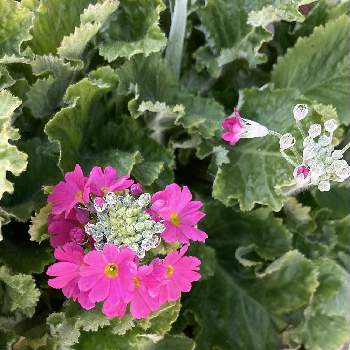 西洋サクラソウの投稿画像一覧 Greensnap グリーンスナップ