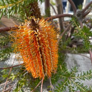 開花,庭木,屋上ガーデン,花のある暮らし,グリーンのある暮らしの画像