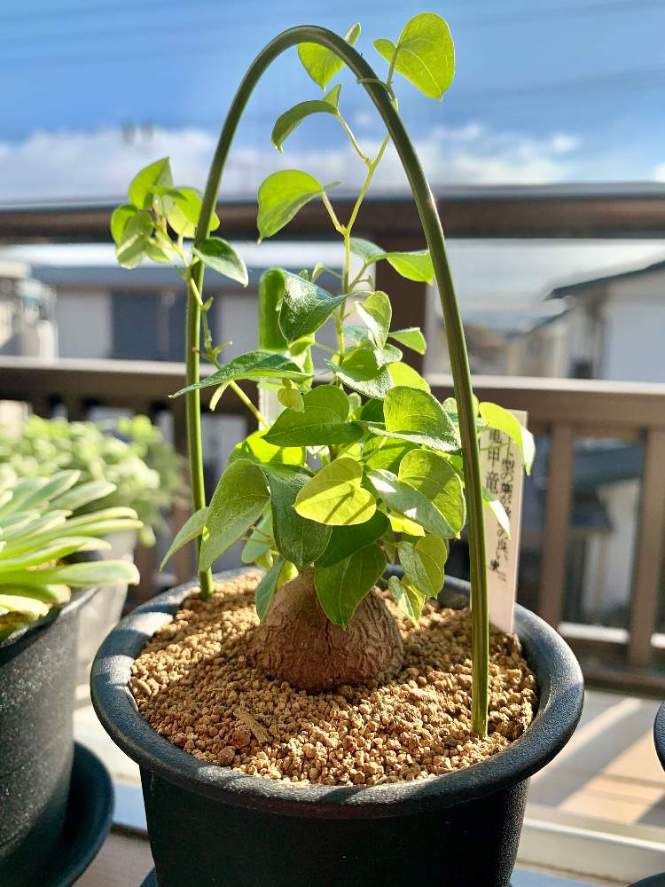 亀甲竜の投稿画像 By あいぼんさん 観葉植物と塊根植物と冬型塊根とアフリカ 亀甲竜 21月1月19日 Greensnap グリーンスナップ 亀甲竜の投稿画像 By あいぼんさん 観葉植物と塊根植物と冬型塊根とアフリカ 亀甲竜 21月1月19日 Greensnap グリーンスナップ