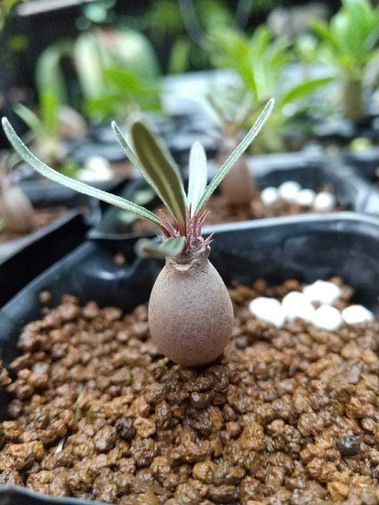 2020年パキポディウムの実生まとめ①｜🍀GreenSnap（グリーンスナップ）