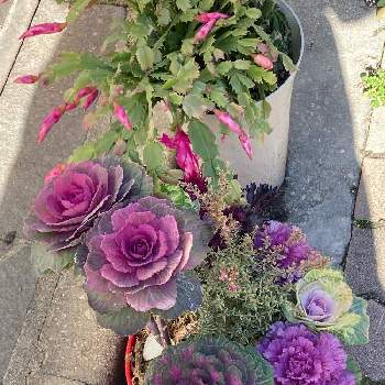 お店の植物の画像 by manabeさん | お出かけ先とデンマークカクタスと踊りハボタンとお店の植物