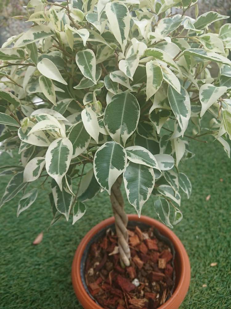 観葉植物の投稿画像 By マーチンさん 21月1月19日 Greensnap グリーンスナップ