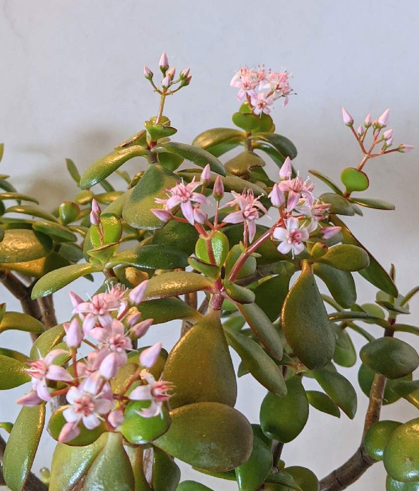 カネノナルキの投稿画像 By はちなつめさん 多肉植物と観葉植物とカワイイ と我が家のお花と花のある暮らし 21月1月19日 Greensnap グリーンスナップ