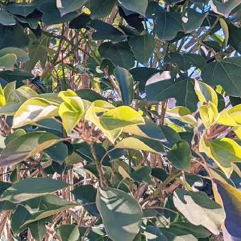 隠れ蓑の投稿画像一覧 Greensnap グリーンスナップ