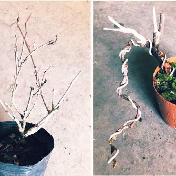 マタタビの育て方 植え付けや挿し木の方法は 花は咲くの Greensnap グリーンスナップ