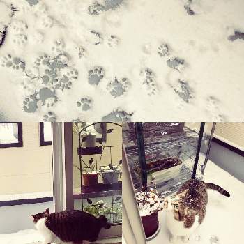 癒しにゃんこの画像 by Rさん | バルコニー/ベランダとネコ好きと室内と大雪と癒しにゃんことバルコニーと新潟と花のある暮らしと寒冷地