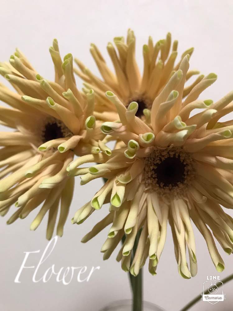 ガーベラ パスタの投稿画像 By Rorodhimanさん 花のある暮らし 21月1月19日 Greensnap グリーンスナップ