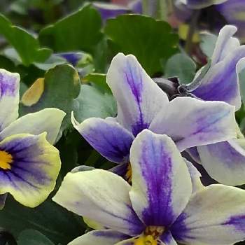 プレミアムビオラ神戸花物語の投稿画像一覧 Greensnap グリーンスナップ