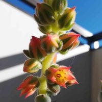 フロスティ,多肉植物,エケベリア属,多肉の花,もけもけの画像