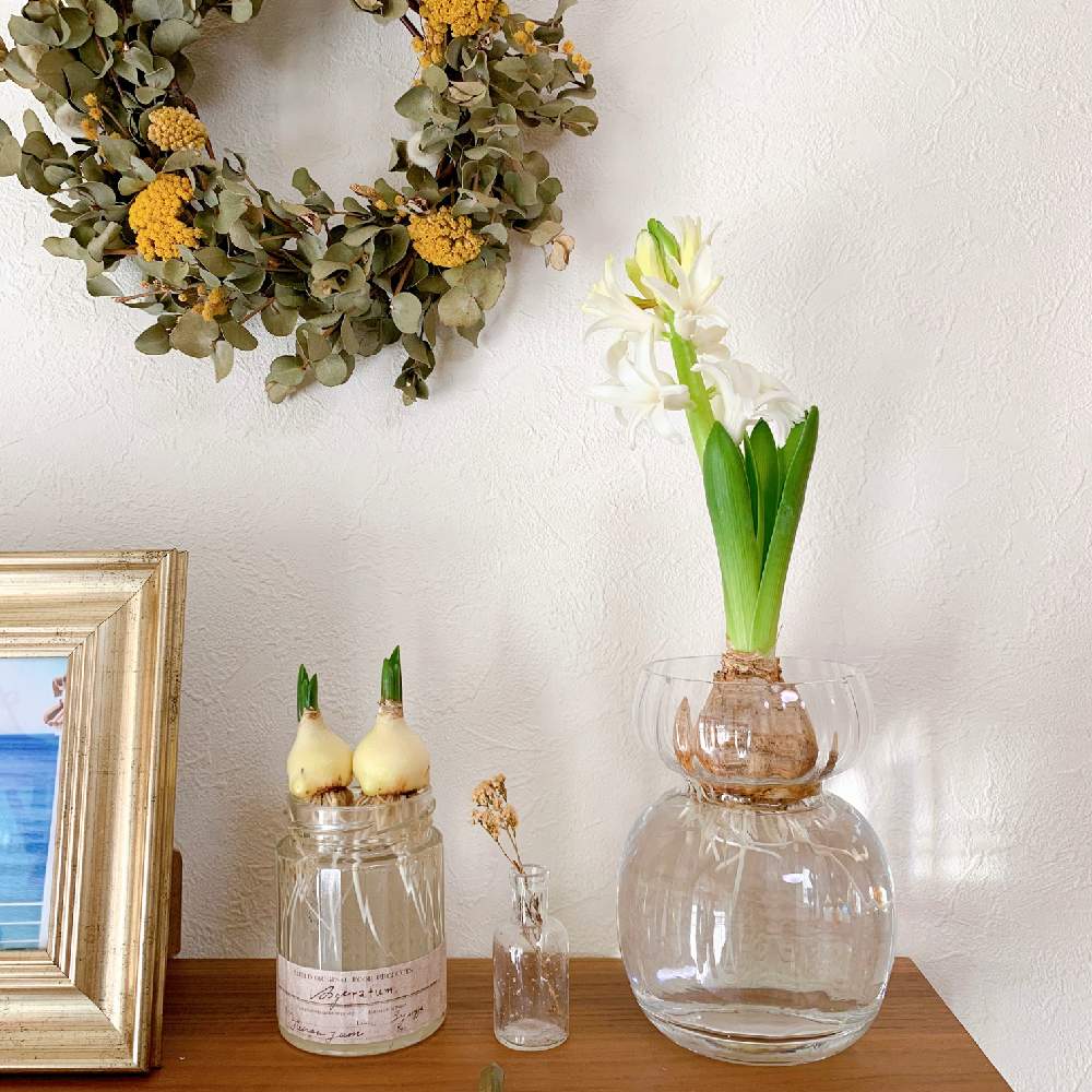 ヒヤシンスの投稿画像 By May16さん ヒヤシンス 水耕栽培と水栽培とヒヤシンス水栽培 と癒しとヒヤシンス球根とおうち園芸とヒヤシンスの花と可愛いと花のある暮らしとおしゃれ と園芸初心者とお花好き 21月1月19日 Greensnap グリーンスナップ