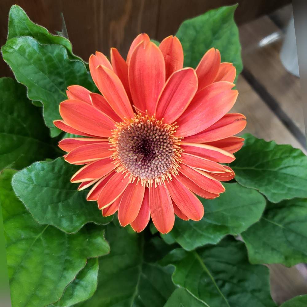 ガーベラの投稿画像 By カトレアさん 癒される と色が好きと可愛い花と半耐寒性多年草と花のある暮らしと ガーベラと可愛い 21月1月19日 Greensnap グリーンスナップ