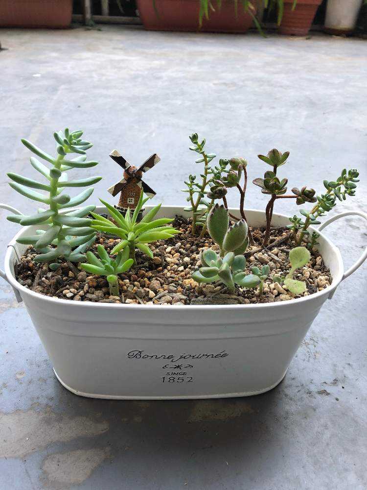 樹氷 セデベリア属 の胴切り その後 ˊᗜˋ 随時更新中 Greensnap グリーンスナップ