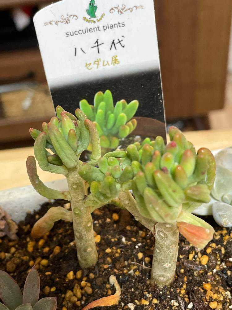 多肉植物 購入 21 0117 から復活日記 Greensnap グリーンスナップ