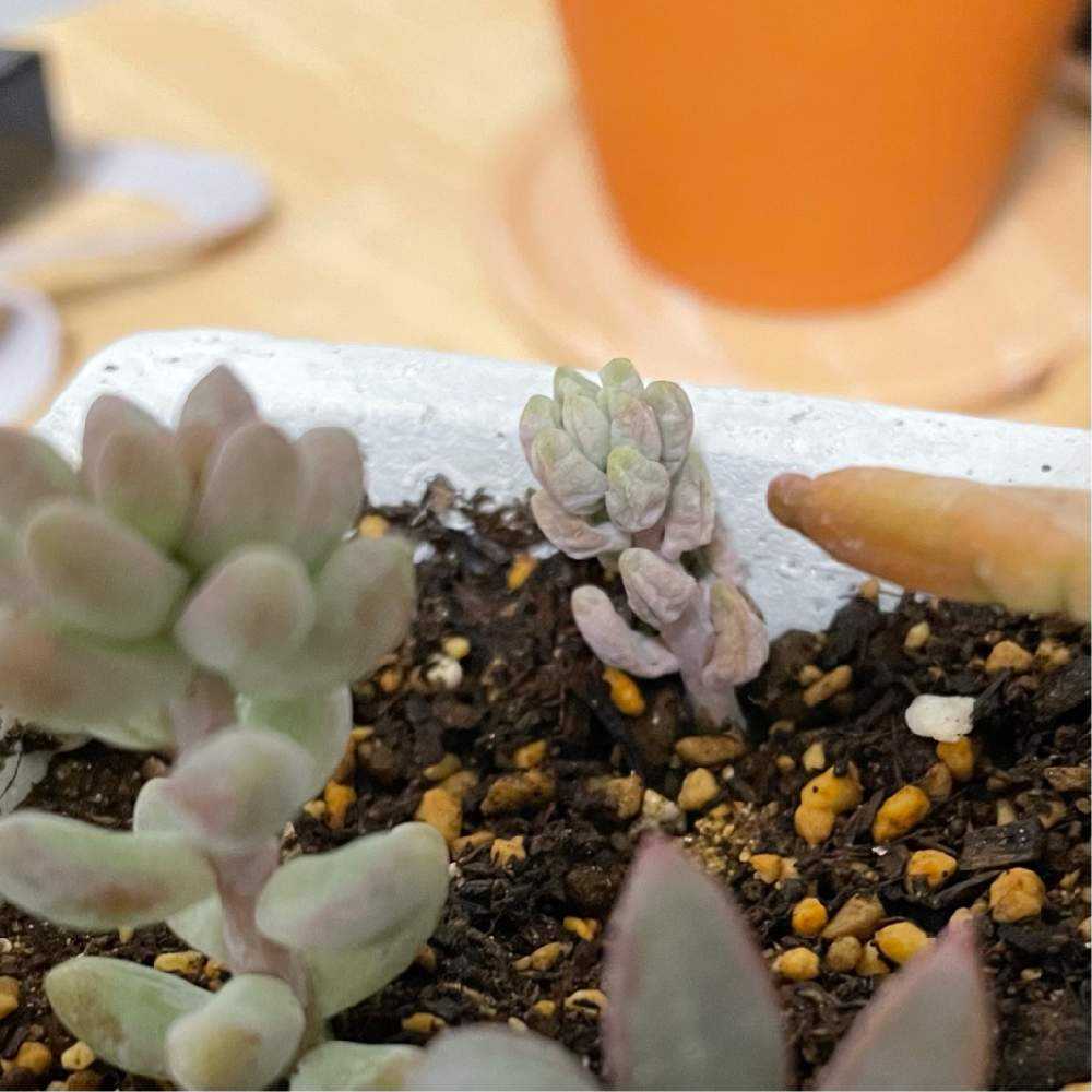 多肉植物 購入 21 0117 から復活日記 Greensnap グリーンスナップ