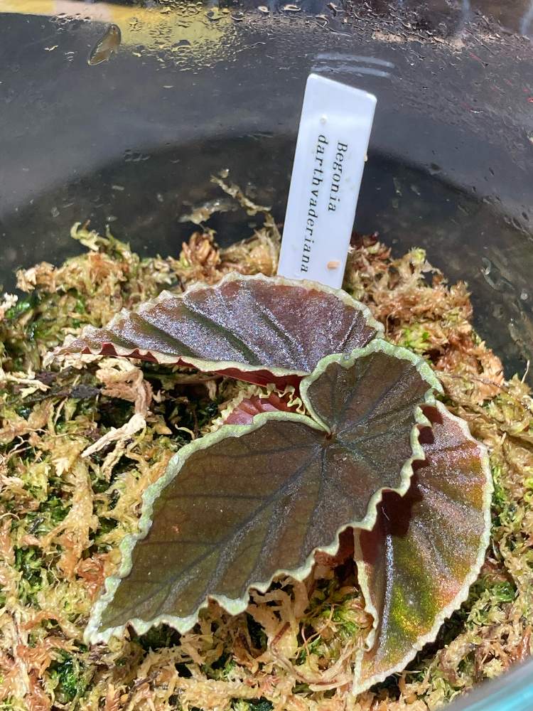 ベゴニア ダースベーデリアーナの投稿画像 By Snklabさん 観葉植物とベゴニア属と水苔と密閉瓶とテラリウムとパルダリウムと水槽と流木とコケリウムと熱帯植物 21月1月日 Greensnap グリーンスナップ