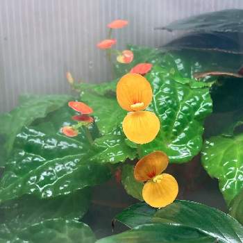 ベゴニア バターカップの投稿画像一覧 Greensnap グリーンスナップ