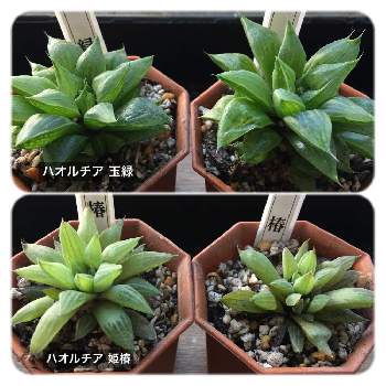 取寄せ 多肉植物 ハオルチア 姫椿 多頭 抜苗 人気沸騰 Pn Batam Go Id