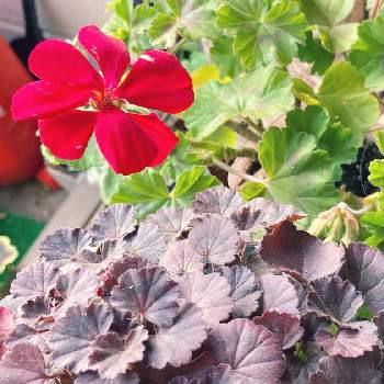 古典ゼラニウム 黒雲龍の投稿画像一覧 Greensnap グリーンスナップ