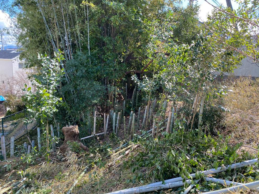 竹藪の投稿画像 By ナポレス農園さん 竹林と1m切り 21月1月日 Greensnap グリーンスナップ