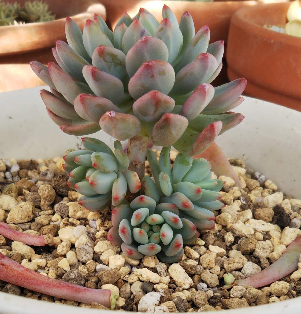 ブルーエルフの投稿画像 By Sayokobaさん セデベリア属と多肉植物のある暮らしとしぞーか勢と多肉植物と木立ち多肉と葉挿しっ子 21月1月日 Greensnap グリーンスナップ