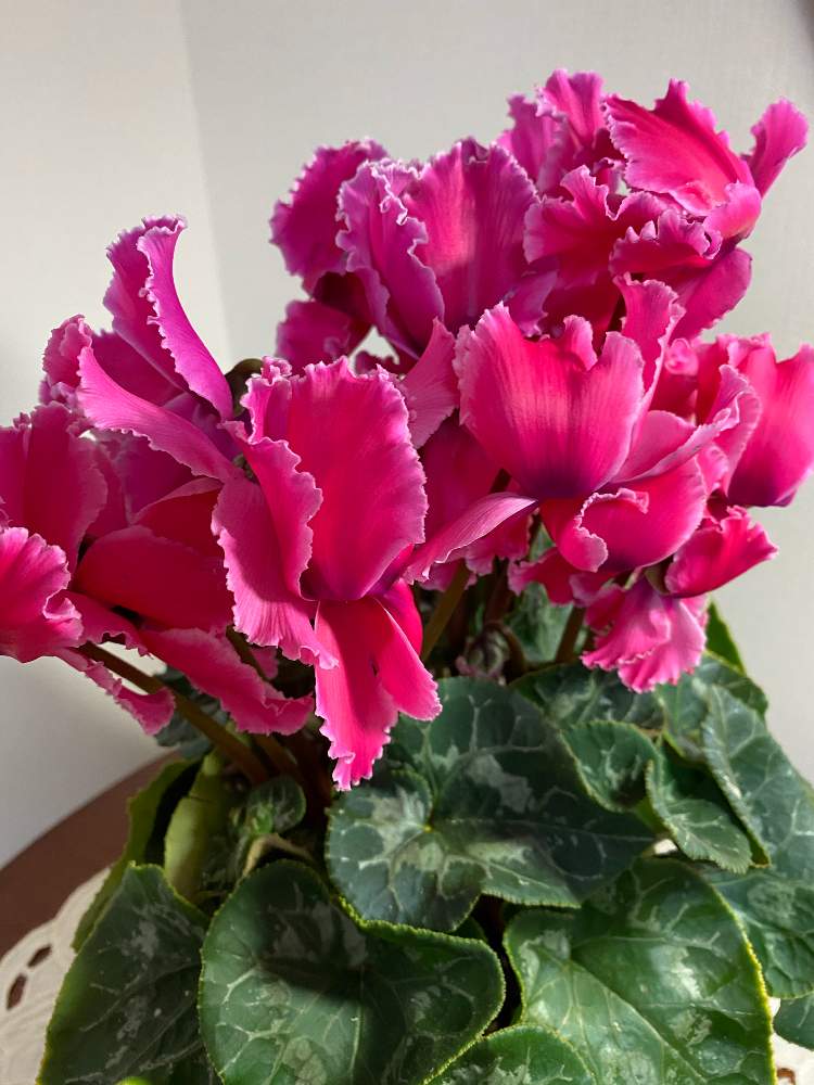 シクラメンロマンスの投稿画像 By つくしちゃんさん シクラメン と部屋のお花と新しいお花とリビングインテリアとお花のある生活 21月1月日 Greensnap グリーンスナップ