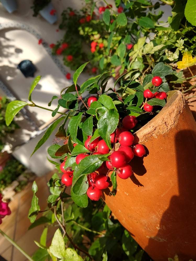 チェッカーベリーの実の投稿画像 By ユミティさん 赤い実と赤い実 と赤い実のなる木 21月1月 日 Greensnap グリーンスナップ