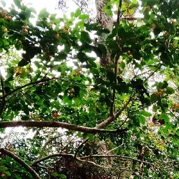 マユミの実の投稿画像一覧 Greensnap グリーンスナップ