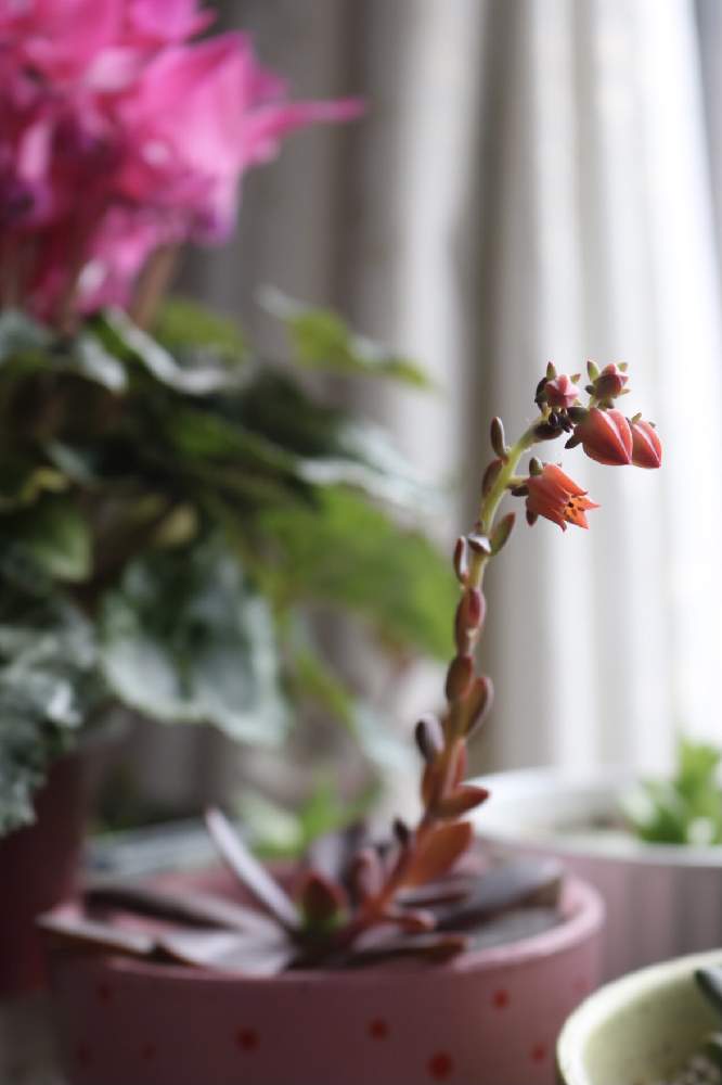 エケベリア 花いかだの投稿画像 By さきはるさん 多肉植物と多肉ちゃんと多肉のある暮らしとおうち園芸とお部屋と多肉植物と多肉女子とリビングと花のある暮らしとリメイク鉢 21月1月日 Greensnap グリーンスナップ