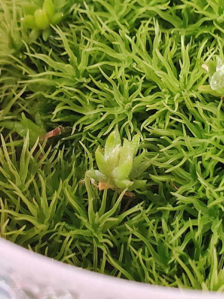 実生チャレンジ②続編イオナンタ交配種｜🍀GreenSnap（グリーンスナップ）