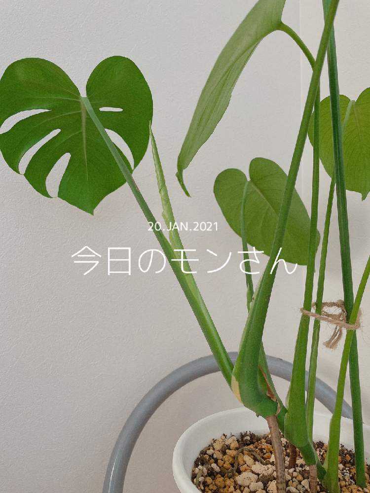 モンステラの投稿画像 By Yukaさん 観葉植物と成長とおおきくなあれとドリル 21月1月日 Greensnap グリーンスナップ