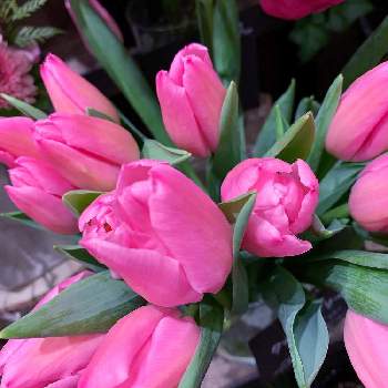 少し濃いピンクのお花〜*の画像 by EMIさん | 花のある暮らしと チューリップと少し濃いピンクのお花〜*